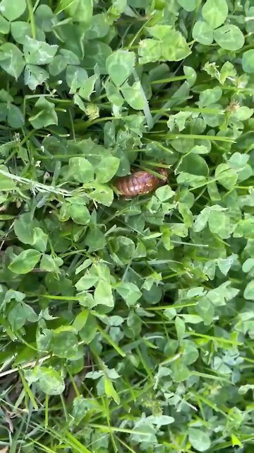 Cicadas emerge in Northern Kentucky