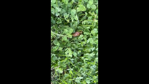 Cicadas emerge in Northern Kentucky