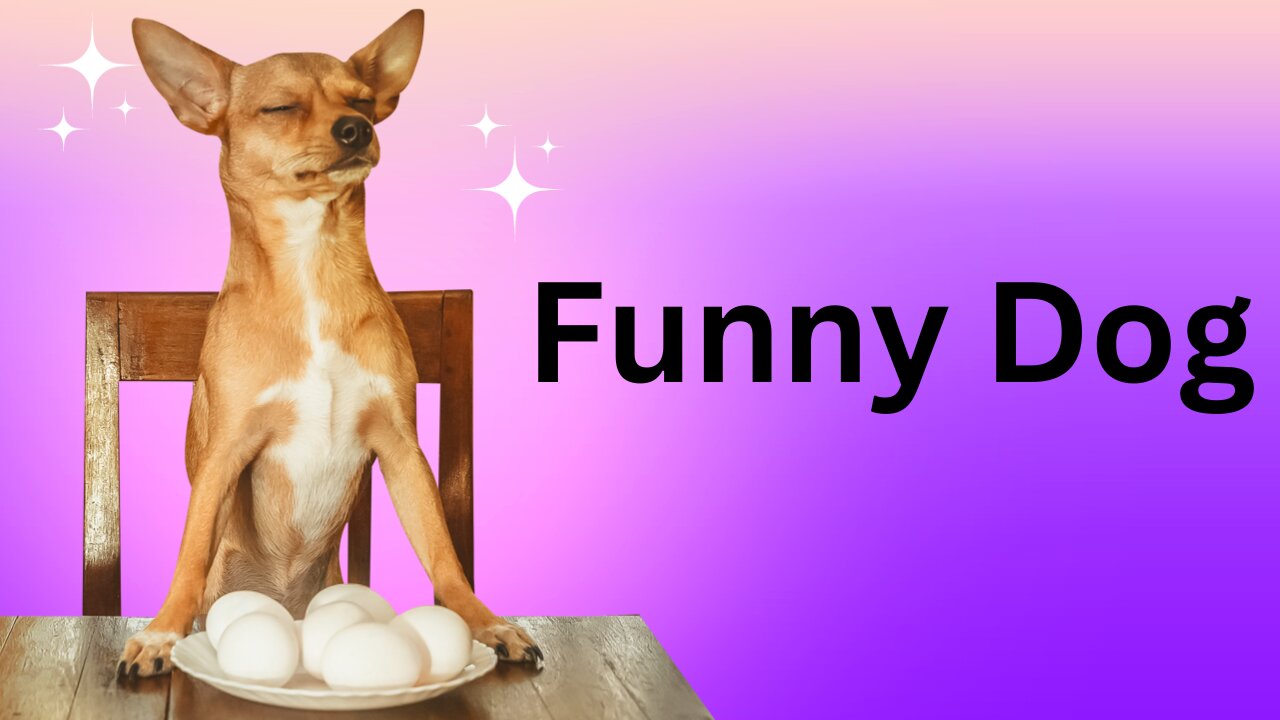 Funny Dogs And Cats Videos 2024 | Best Funniest Animal Videos Of The week