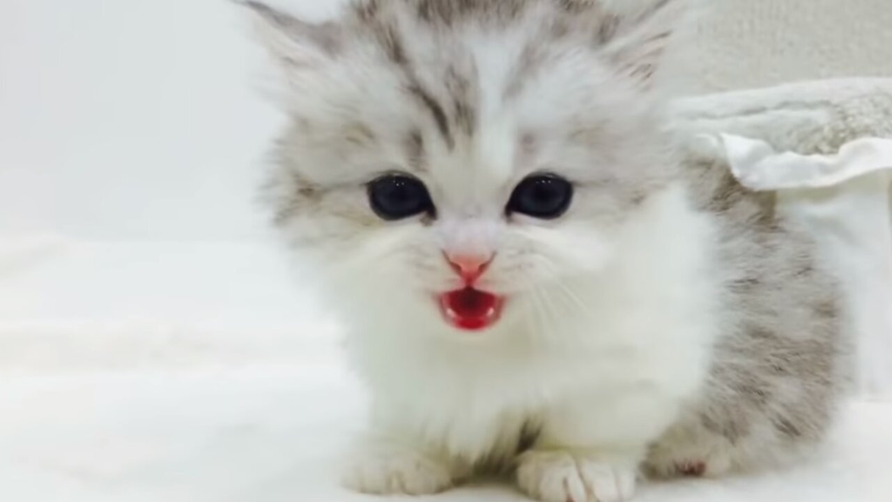 Little munchkin cat jumps around my bed