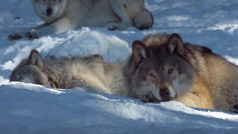 Beautiful nature covered with snow and tranquility of animals HD 5