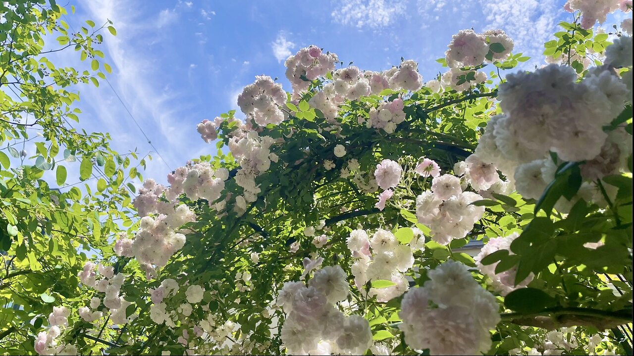 🌿 Shy Flowers Blooming in a Too Small Garden from Japan