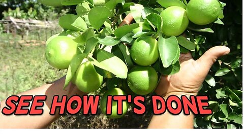 HOW IS A LEMON PLANTATION IN BRAZIL IN 4K