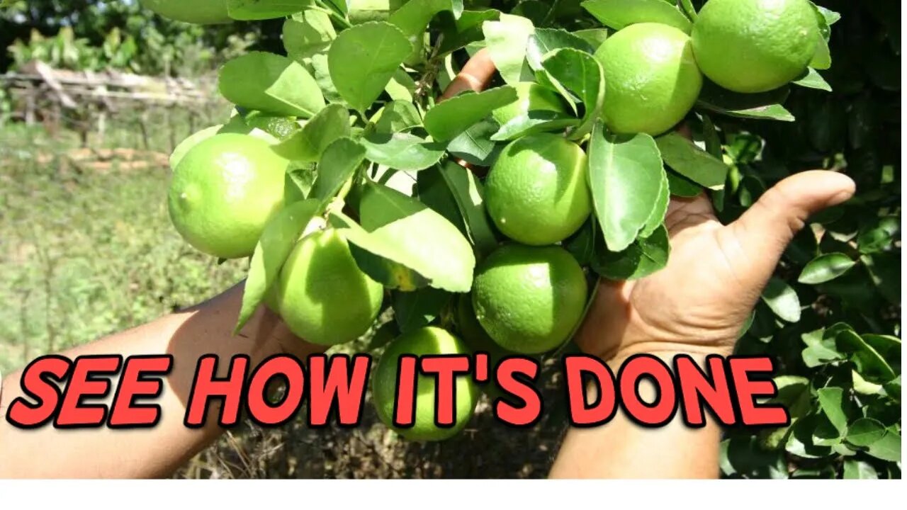 HOW IS A LEMON PLANTATION IN BRAZIL IN 4K