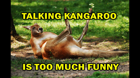 TALKING KANGAROO - IS TOO MUCH