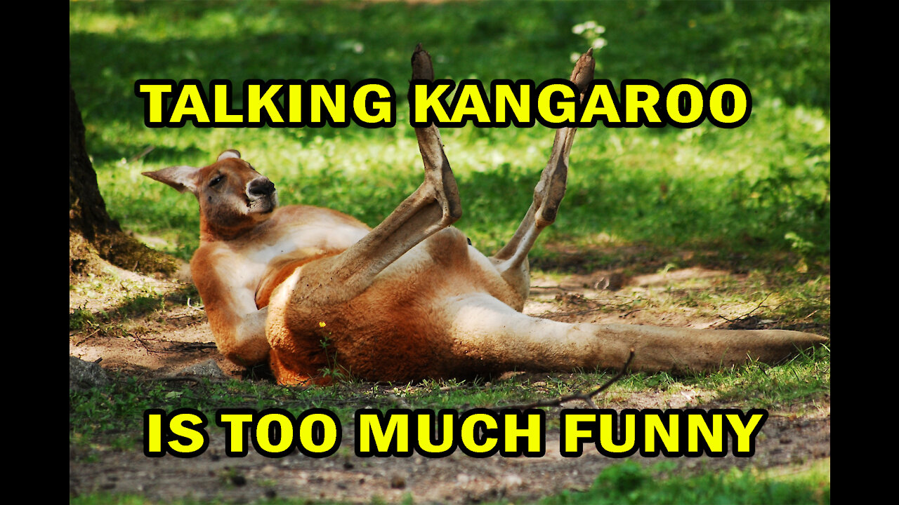 TALKING KANGAROO - IS TOO MUCH