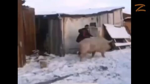 Ukraine: First footage appearing of Azov Nazis trying to break out of Mariupol 😆