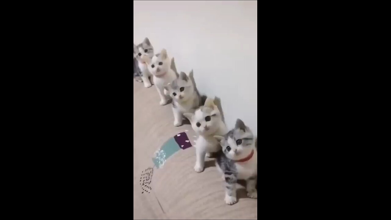 &Cats Doing Cat things....