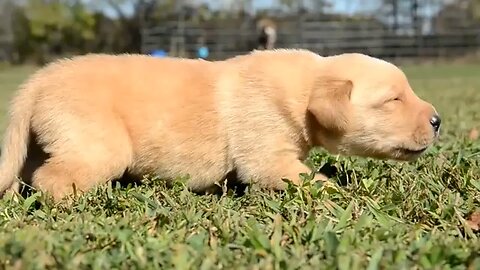 cute puppy video .New