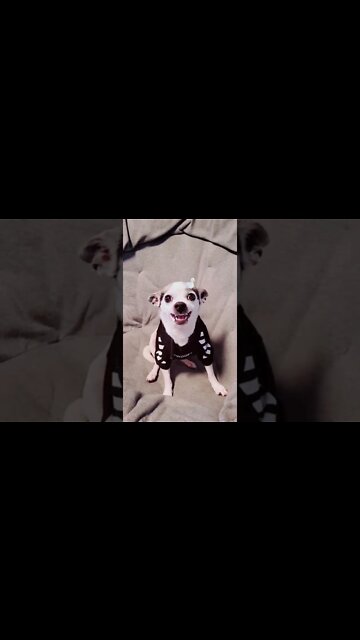 Damm.. This Dog Don’t Like Jokes 😂