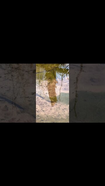 Bubbling Springs Nature Trail PEI Canada