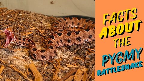 "Pygmy Rattlesnakes: Nature’s Tiny Predators Revealed"