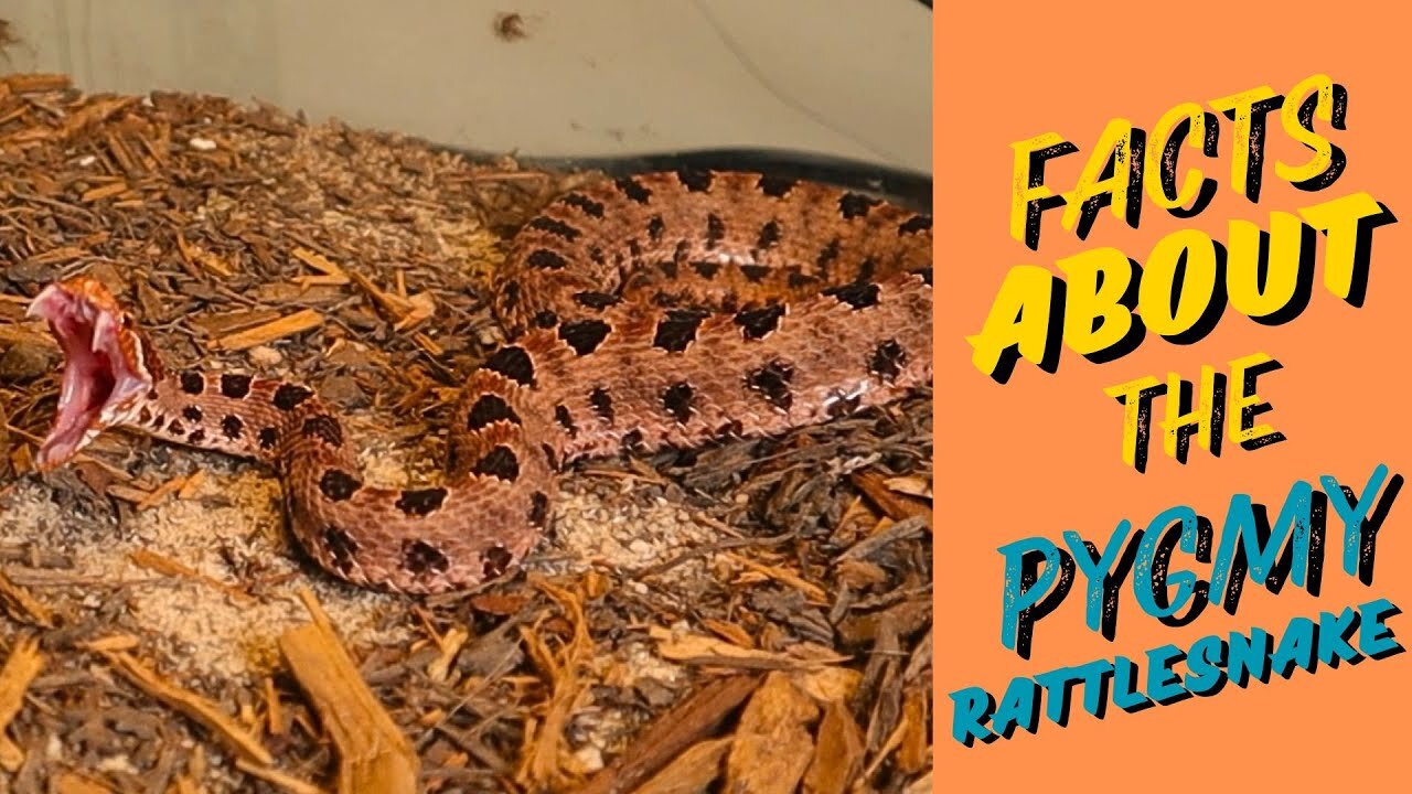 "Pygmy Rattlesnakes: Nature’s Tiny Predators Revealed"