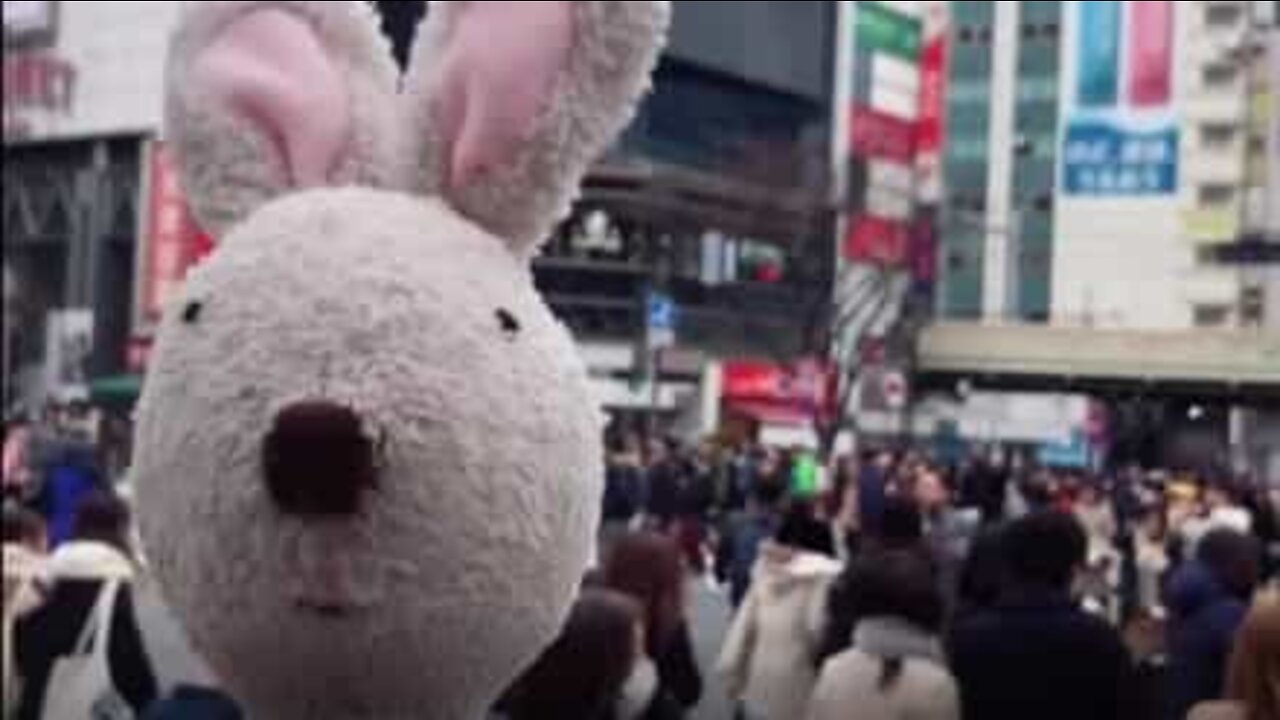 Bunny rabbit hops around the world