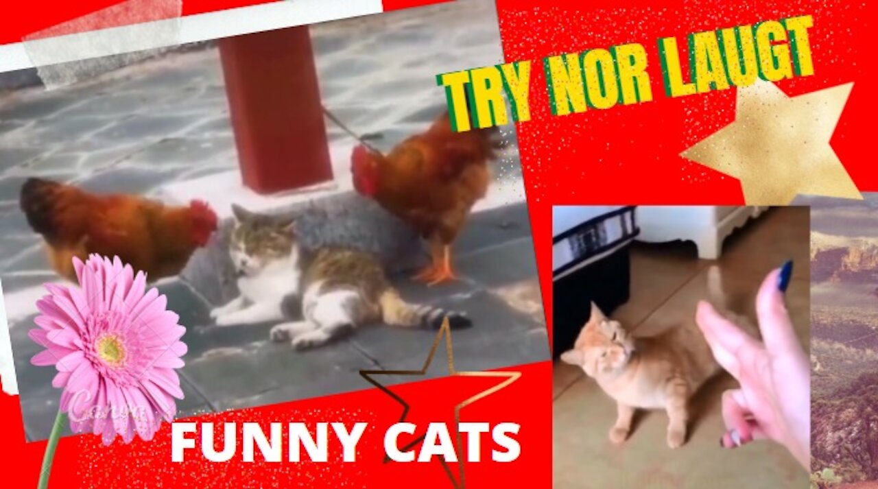 Funny Cats Laugh Alert Try not to laugh ... # 17