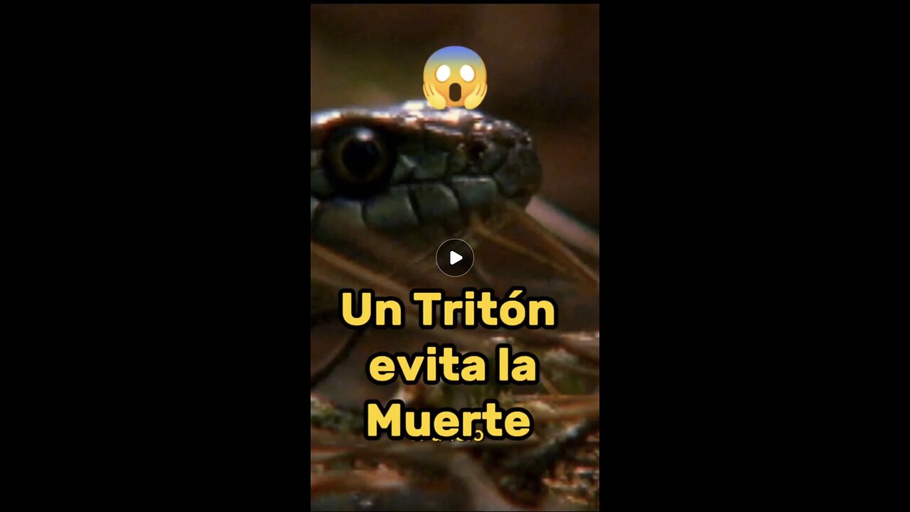 Un tritón evita la muerte tras ser engullido por una rana