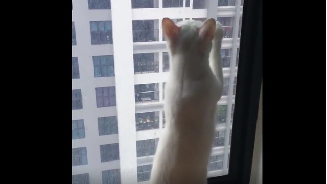 Wow! Kittens clean glass apartment most clean earth
