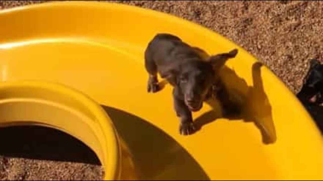 Dachshund nearly defeated by steep playground slide