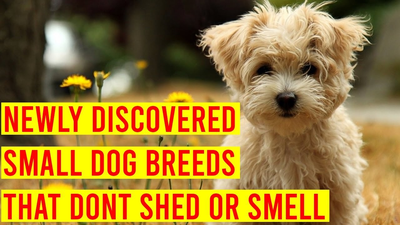 10 Miniature Small Dogs That Don't Shed Or Smell