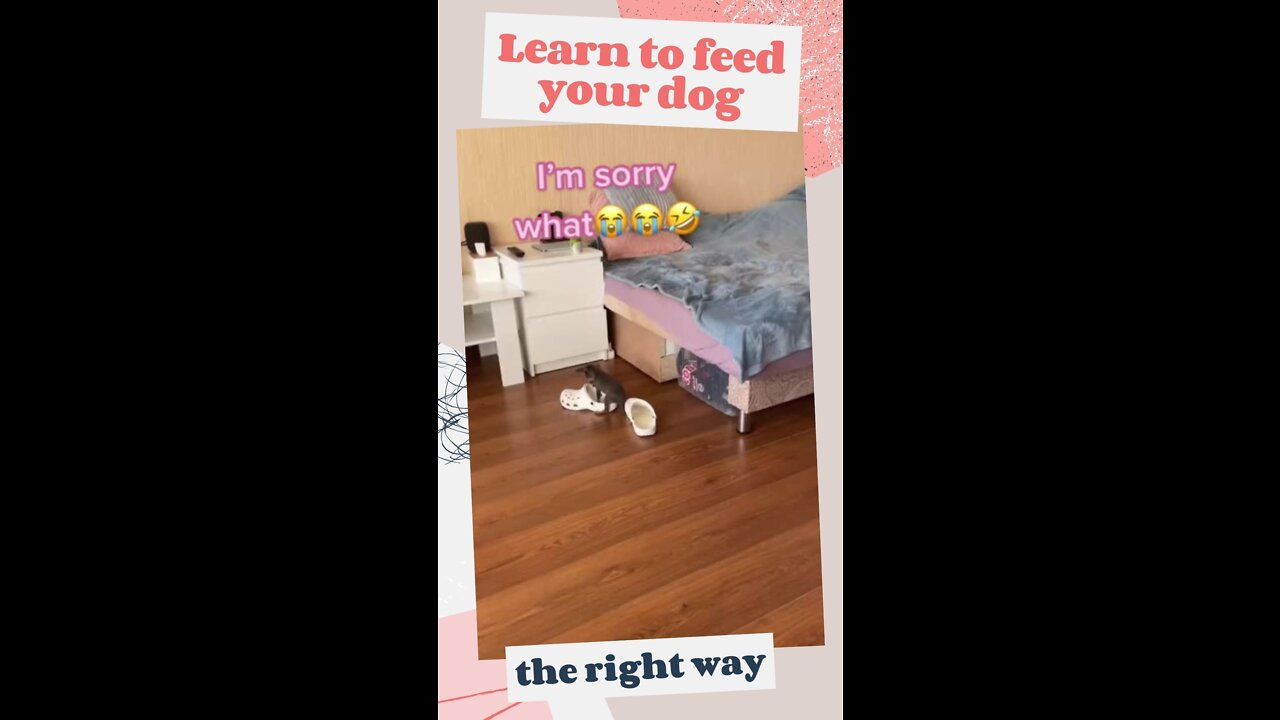 HOW TO FEED YOUR DOG - poor baby