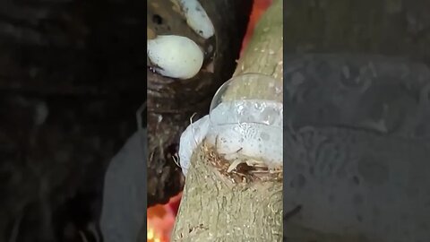 Amazing bubbling in firewood #trending #fypシ #videos #shortsvideo #viral #shortvideo #viralvideo