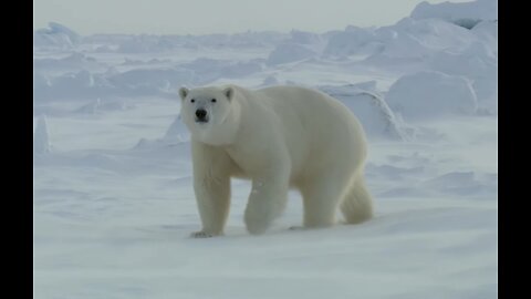 Polar Bears: Masters Of The Snow