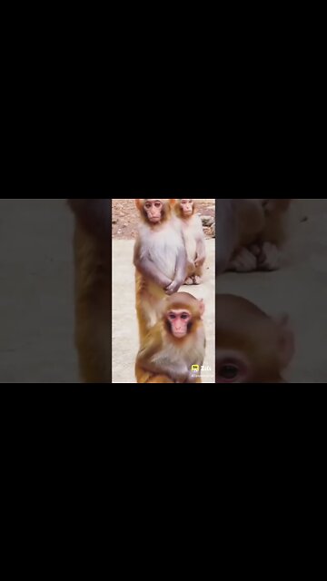 हम अदरक का स्वाद नहीं जानते Monkey funny video || cute 🐵 monkey #longvidio #short #amazing
