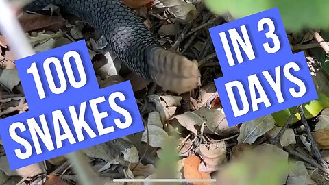 100 SNAKES IN 3 DAYS TRAILER