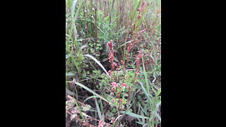 Common Smartweed Ladys Thumb Sept 2021