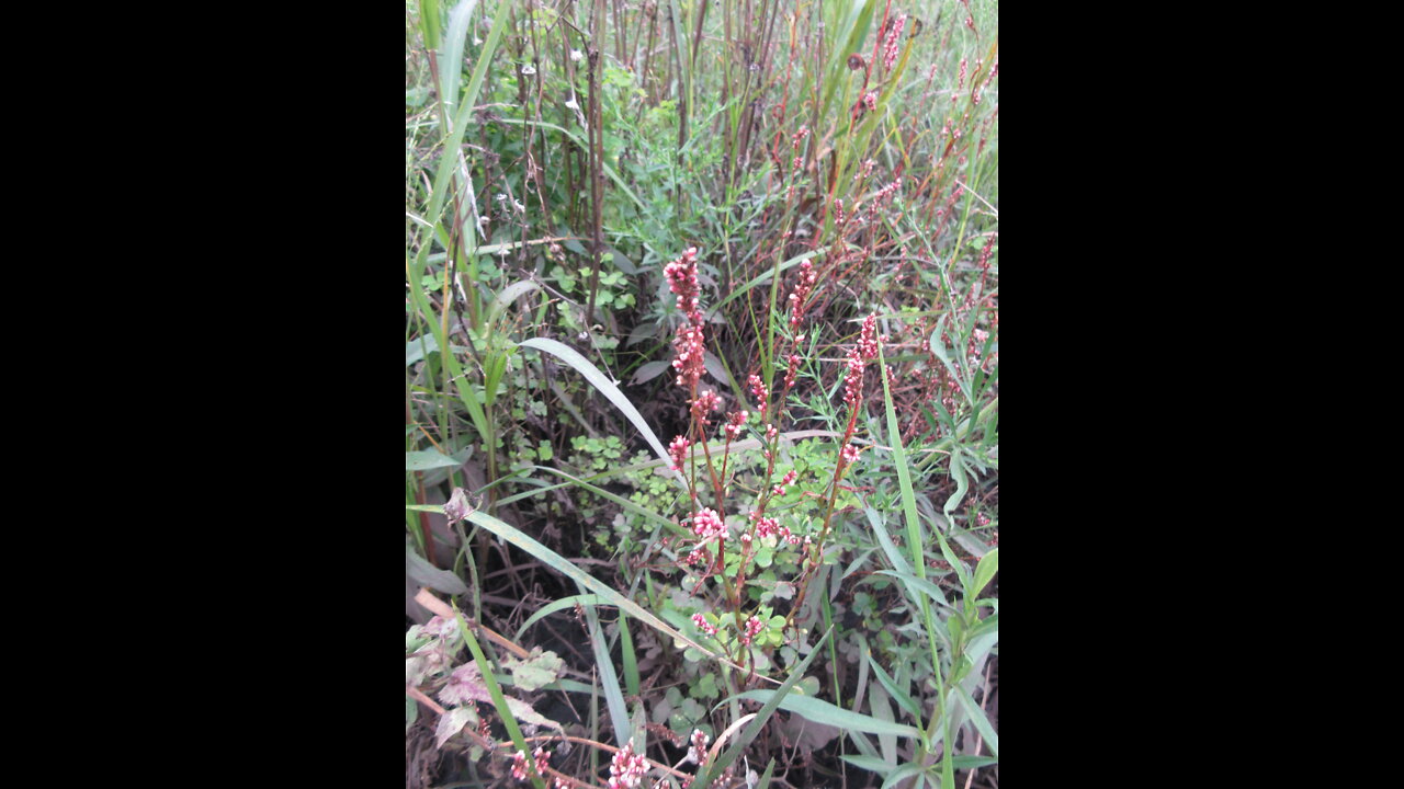 Common Smartweed Ladys Thumb Sept 2021