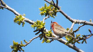 House Finch