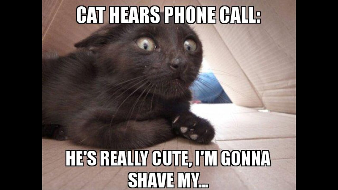 Cute and funny cat best funny videos in cat