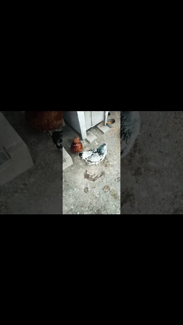 Good Morning Rhiannon Rusty and P2 15th November 2022