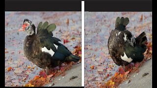 Rare Red Head Duck Drinking Water From Poll