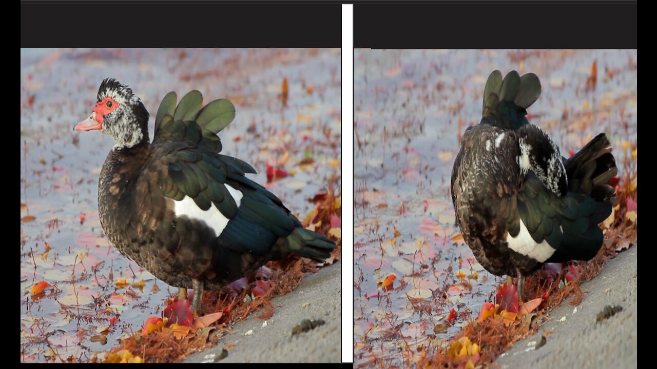 Rare Red Head Duck Drinking Water From Poll