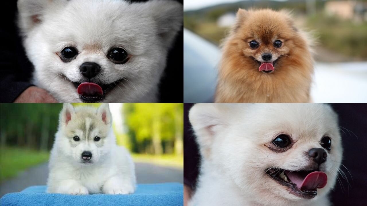 Pomeranian puppies. 1.5 months