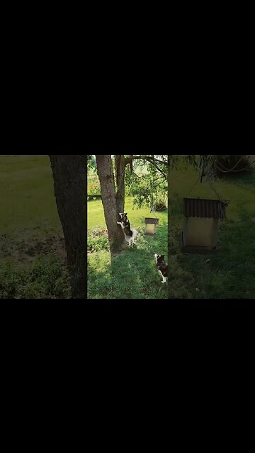 Groundhogs Can Climb Tree's ?