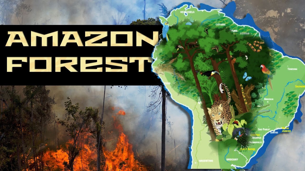 How Long until The Amazon Rainforest is DESTROYED? 2022