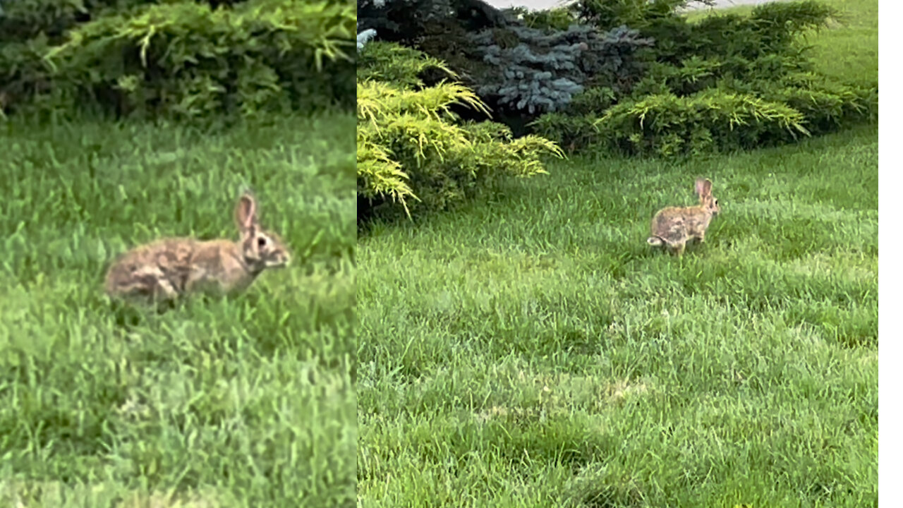 Rabbit have fun with the new grass