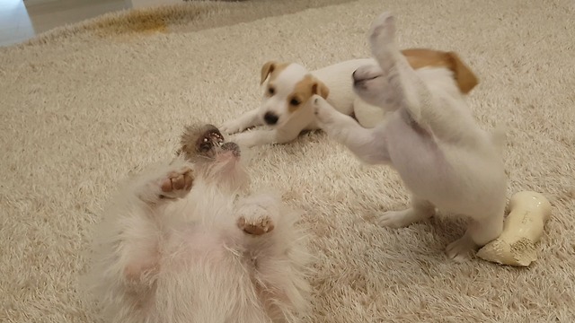 Jack Russell puppies bond with their biological father