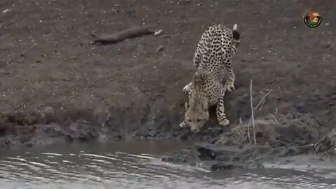 CROCODILO ATACAR CACHORRO SEM PIEDADE / ANIMAIS SELVAGENS