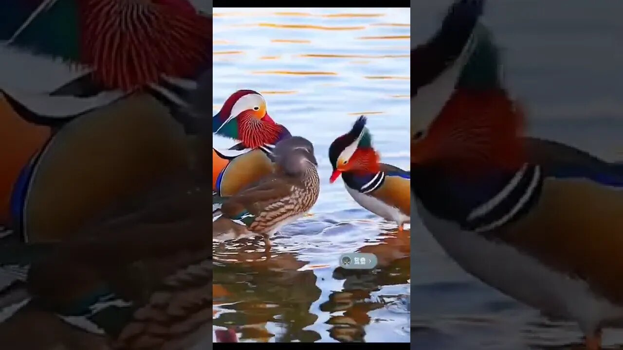 Mandarin duck 😌