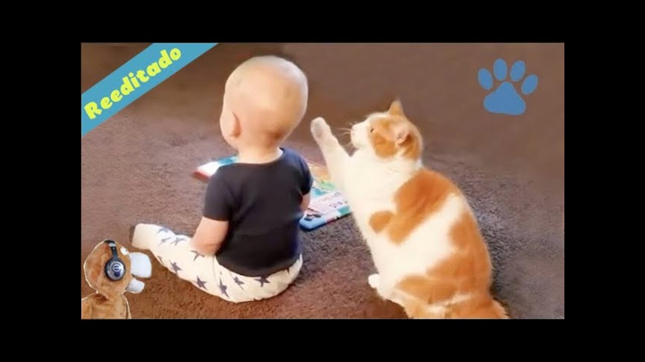 cat lovers!
