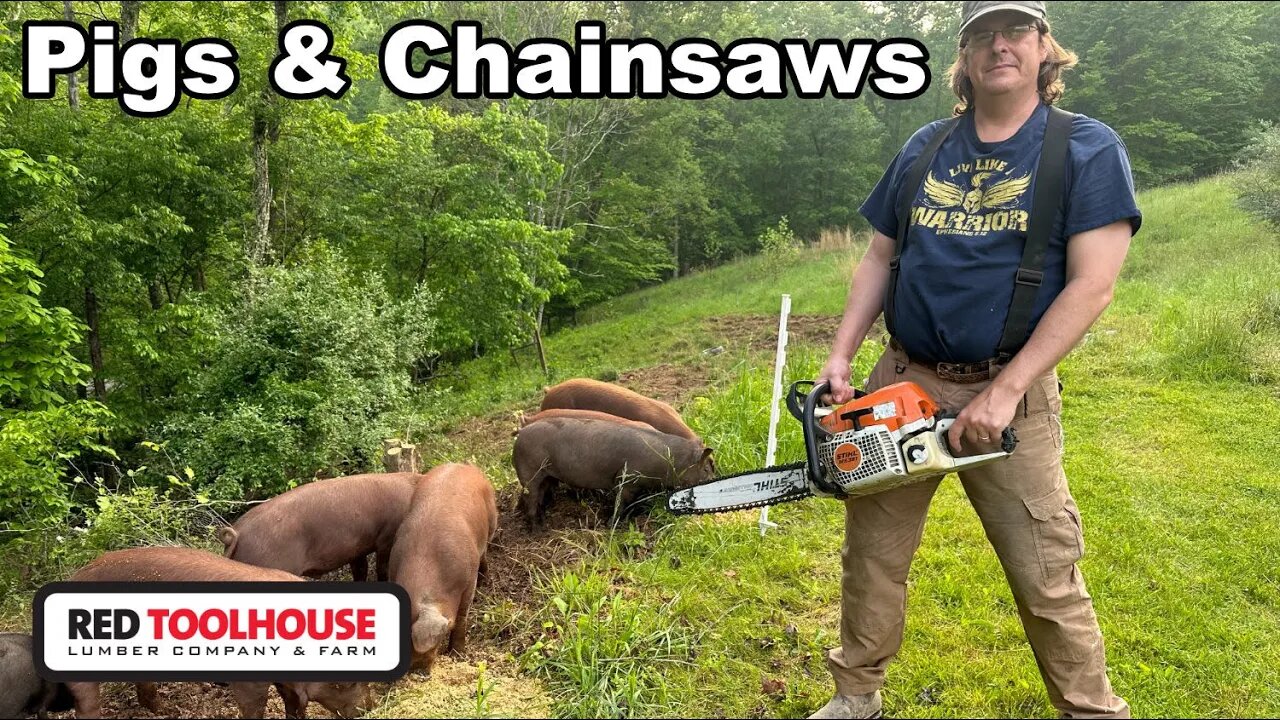 Clearing Forest Edge with Chainsaw & Pigs