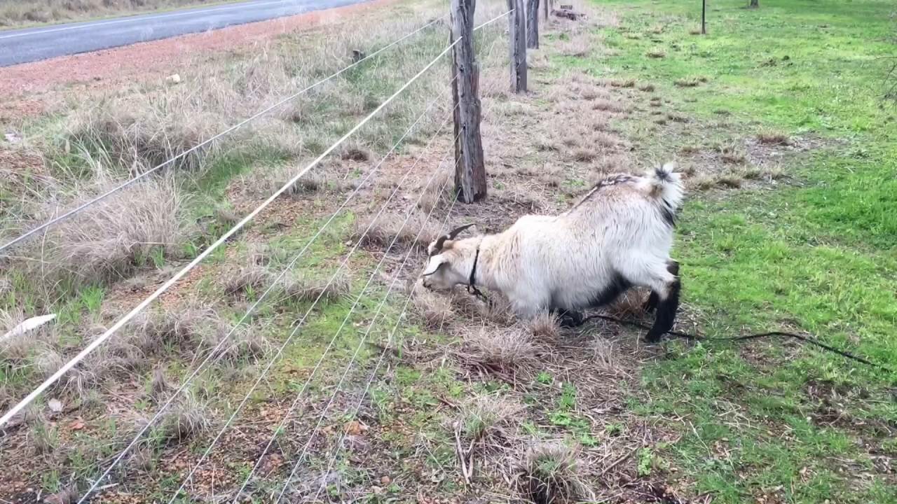 Funny Baby Goats Playing Video Mashup Compilation