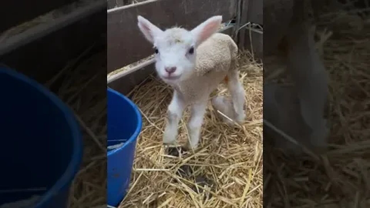 Adorable little lamb