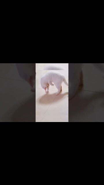 Funny cat playing with his own tail