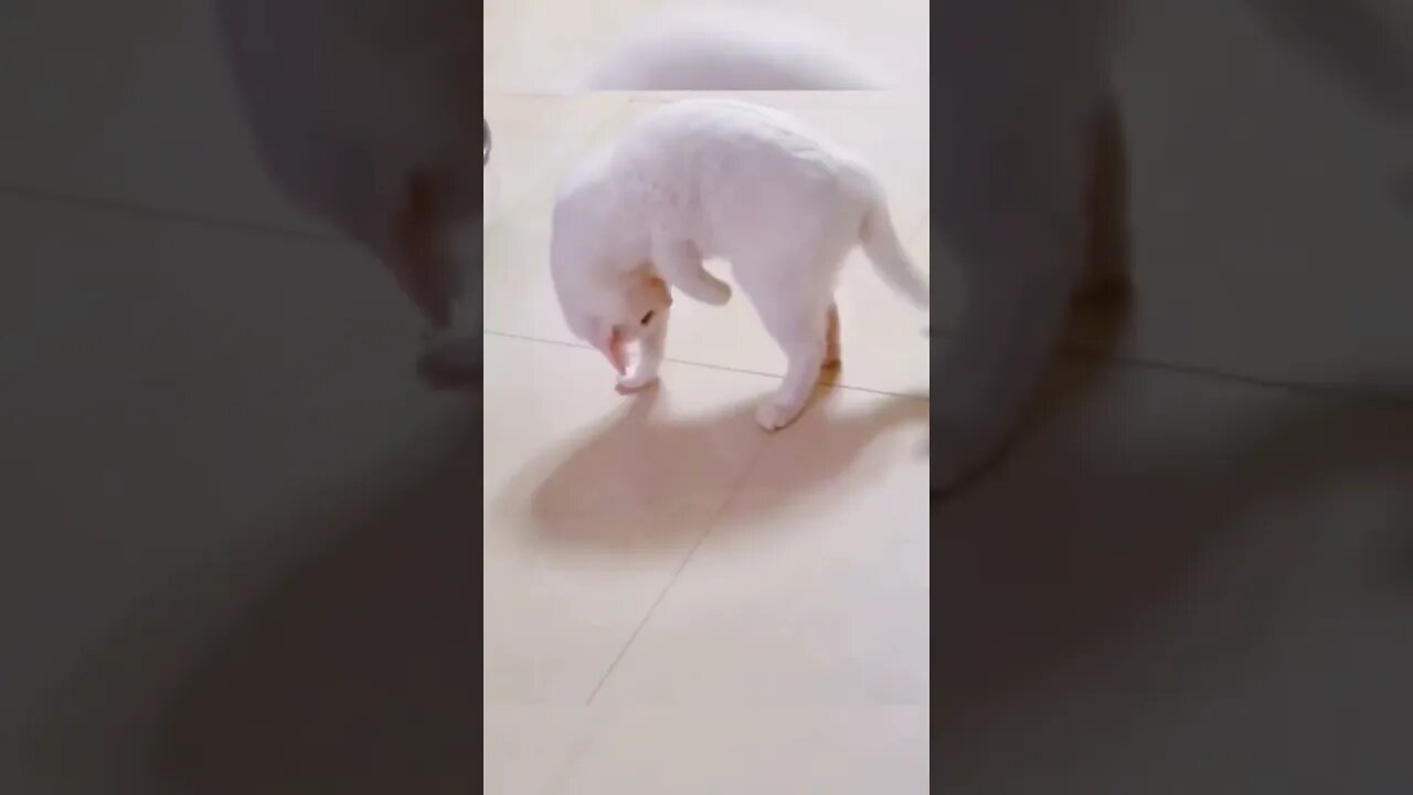 Funny cat playing with his own tail