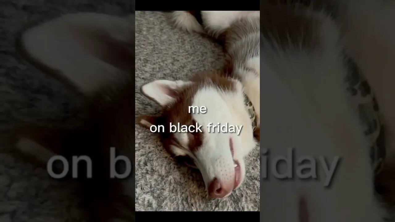 My Husky on Black Friday