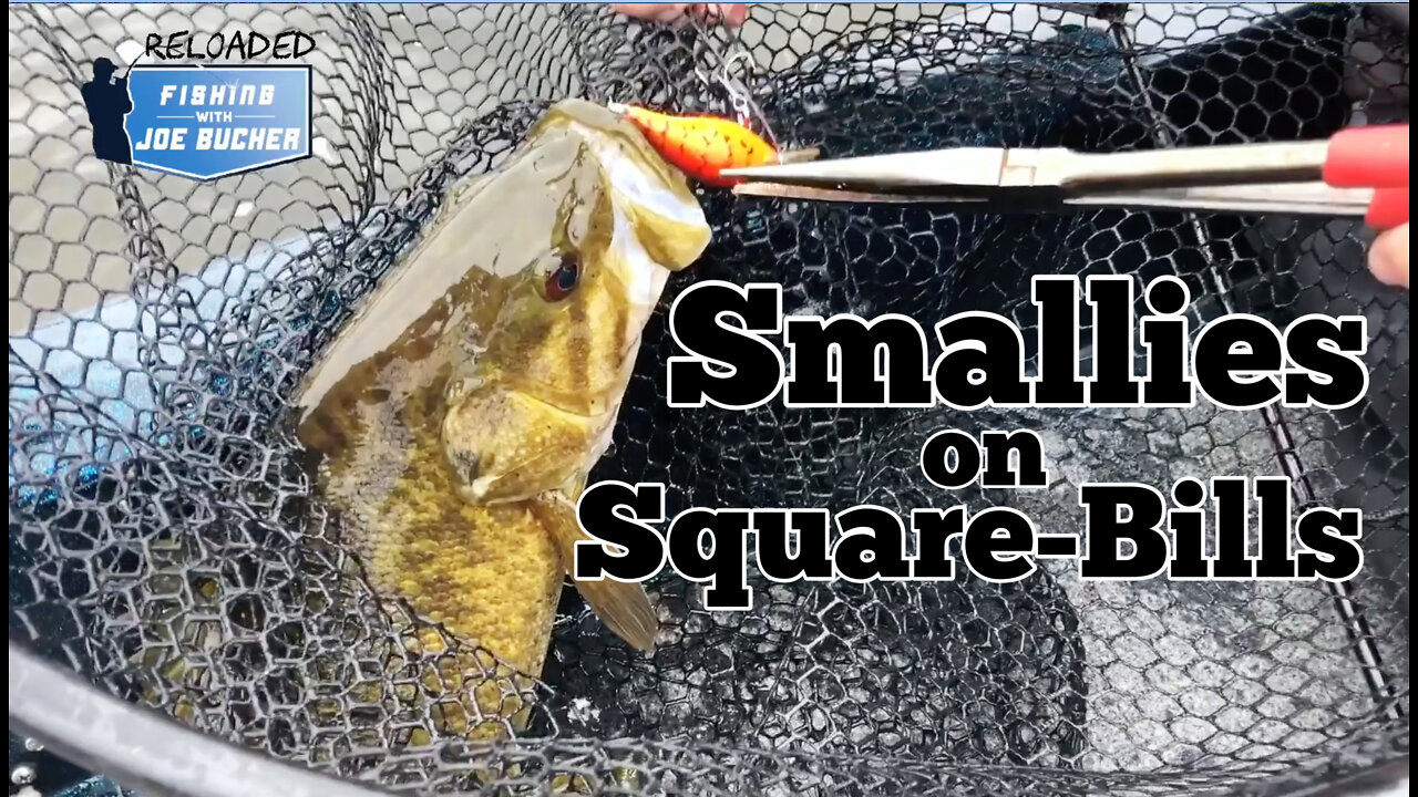 BASS! Smallies On Square-Bills!